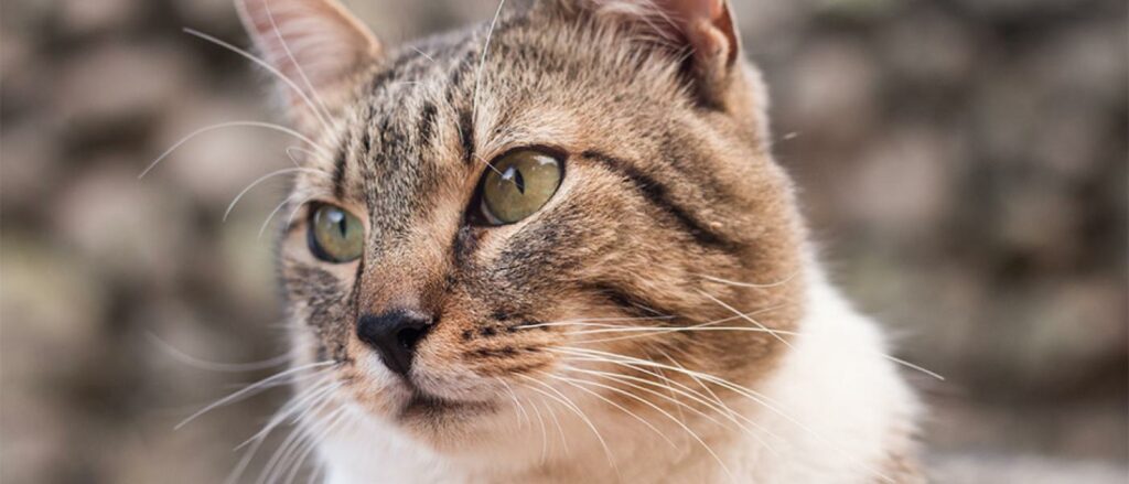 Cat Senior Care | Grant Animal Clinic