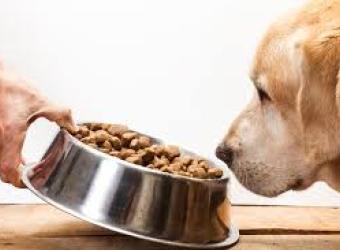Grain Free Dog Food Link To Heart Disease Explained