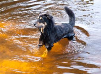 Beware, Leptospirosis In Dogs Is On The Rise!