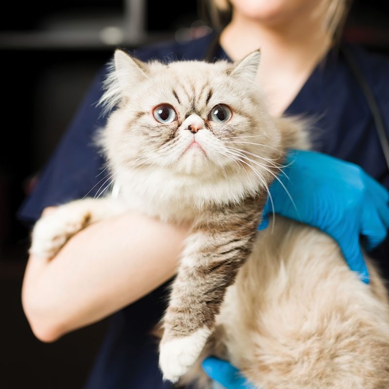 Pet Wellness Care In Grant Fl