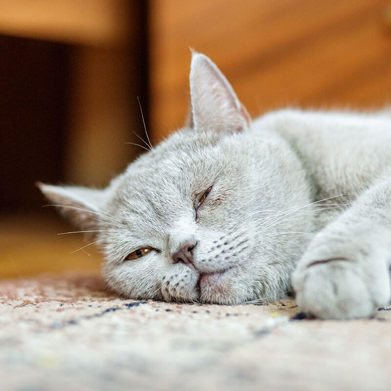 Veterinary Emergency Hospitals Near Grant Fl