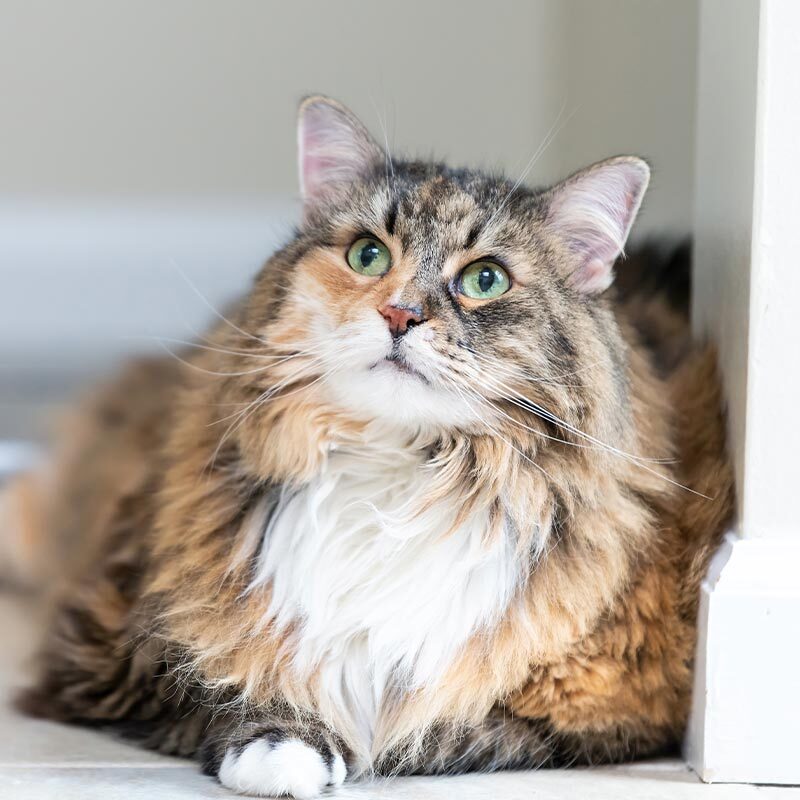 Senior Pet And End Of Life Care In Grant Fl