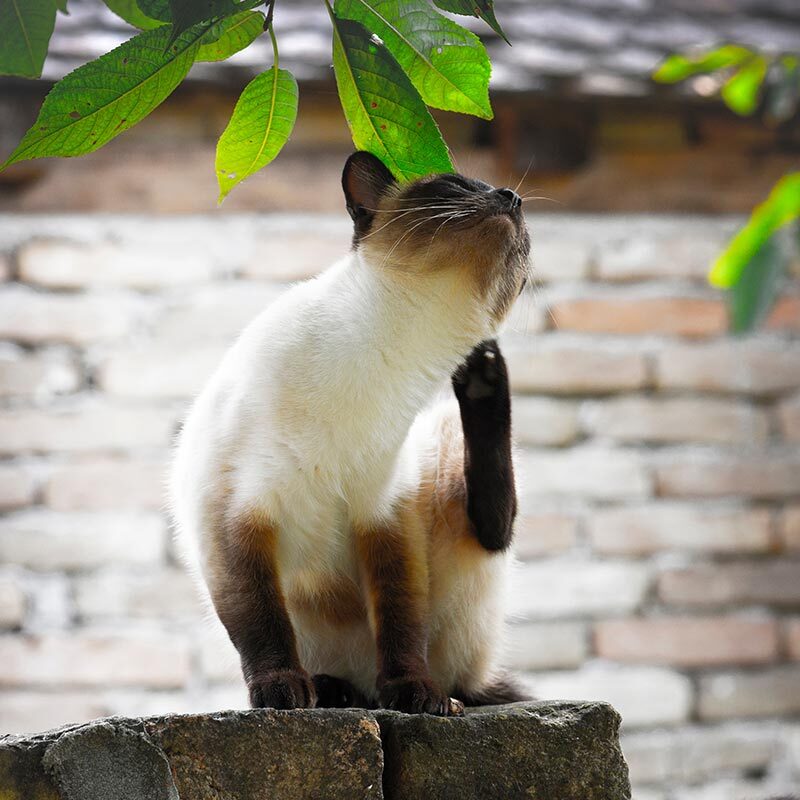 Siamese Cat Scratching While Standing On Tree Stump